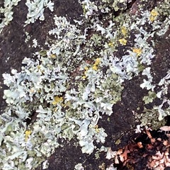 Physcia adscendens