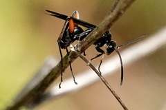 Ceropales bipunctata
