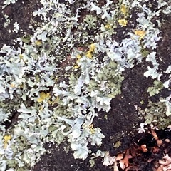 Physcia adscendens