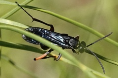 Ceropales bipunctata