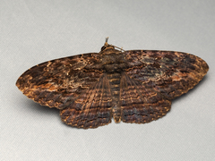Anisoneura salebrosa