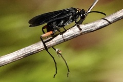 Ceropales bipunctata