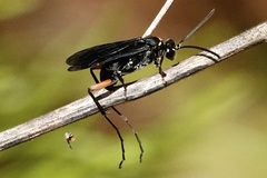 Ceropales bipunctata