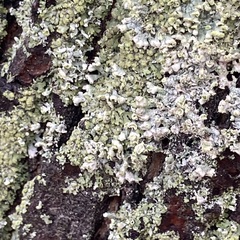 Physcia adscendens