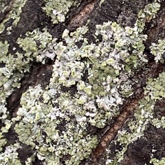 Physcia adscendens
