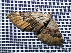Xanthorhoe quadrifasiata
