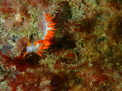 Coryphella trilineata