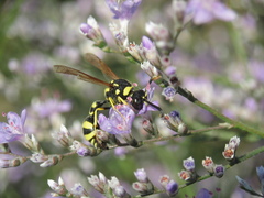 Eumenes mediterraneus