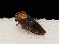 Drabescus