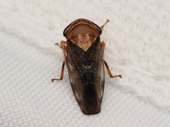 Drabescus