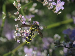 Eumenes mediterraneus