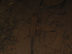 Paramesotriton hongkongensis