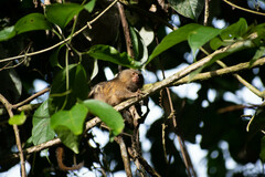 Cebuella pygmaea