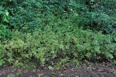 Chaerophyllum nodosum