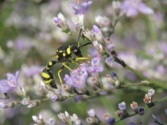Eumenes mediterraneus