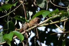 Cebuella pygmaea
