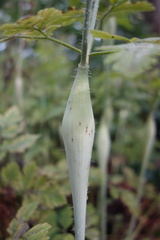 Chaerophyllum nodosum