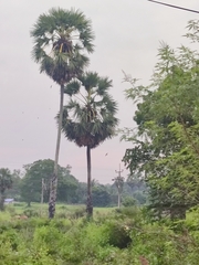 Borassus flabellifer