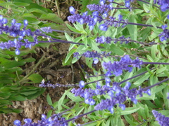 Lavandula