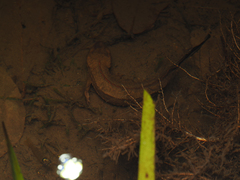Paramesotriton hongkongensis