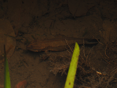 Paramesotriton hongkongensis