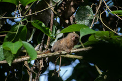Cebuella pygmaea