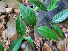 Aidia cochinchinensis