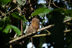 Cebuella pygmaea