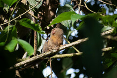 Cebuella pygmaea