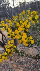 Acacia merrallii