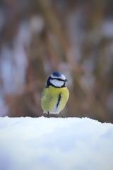 Cyanistes caeruleus