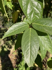 Lonicera tatarica