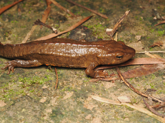 Paramesotriton hongkongensis
