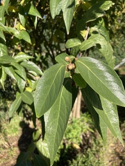 Lonicera tatarica