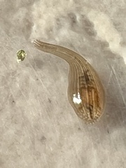 Helobdella