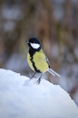 Parus major