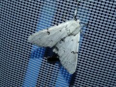 Acronicta leporina