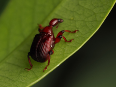 Paratrachelophorus