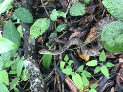 Bothrops leucurus