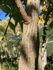 Lonicera tatarica