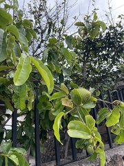 Annona montana