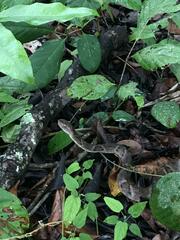 Bothrops leucurus