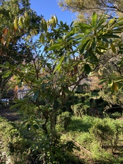Rhododendron