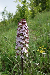 Orchis purpurea