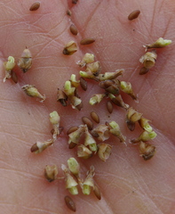 Plantago maritima juncoides