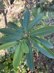 Rhododendron
