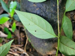 Aidia cochinchinensis