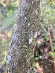 Rhododendron