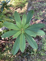 Rhododendron