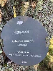 Arbutus unedo